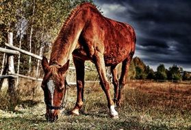 brown horse on a farm as picture