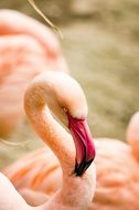 wonderful and beautiful Flamingo