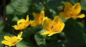 small insects on yellow flowers