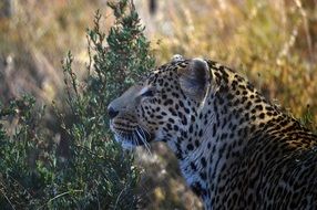 perfect beautiful Leopard Profile, karoo