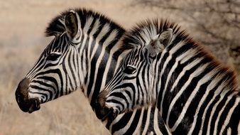 Zebra Wild Africa