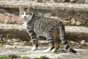 Cat on the stairs