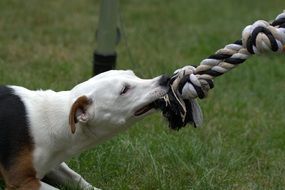 Jack Russell Terrier dog playing with rope