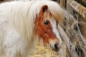 pony with white mane in Wildpark Poing