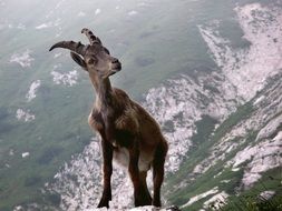 Capricorn Animal