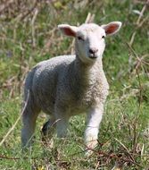 lamb on the field close up