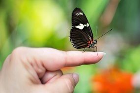 butterfly on the finger