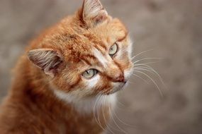 Portrait of orange cat with green eyes
