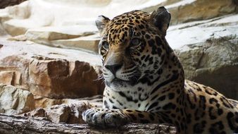 Large Predatory Jaguar