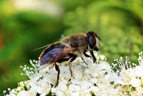 misty bee on a white flower