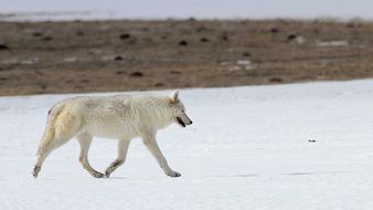 white wolf in winter