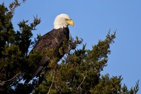 bald eagle on a tree branch with green leaves