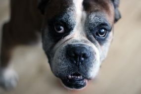 dog boxer closeup on a blurred background