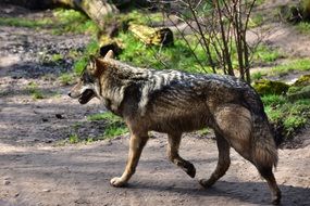 magnificent Wolf Run