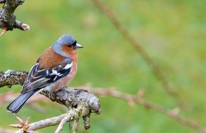 spring Chaffinch Bird on branch