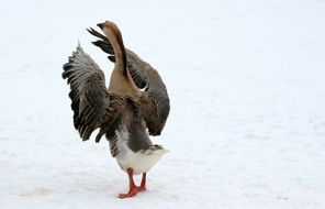 Goose nature view