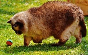 furry british shorthair