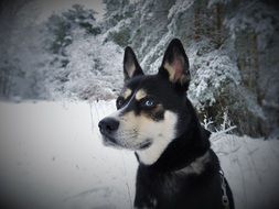 husky with different colored eyes walks in the forest in winter