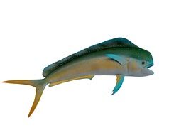 graphic image of colorful dolphin fish