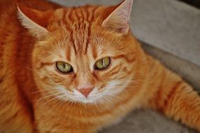 red cat with green eyes on the bedspread