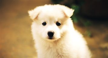white cute puppy