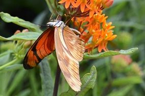 charming Butterfly Insect