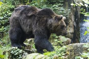 furry brown bear on the background of a rock covered with leaves