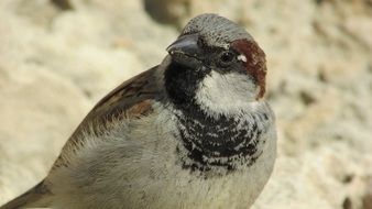 curious Sparrow Bird