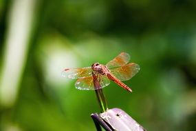 Macro photo of the beautiful colorful dragonfly