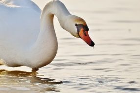 Seagull Swan