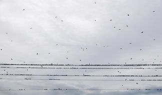 Birds Sky Swarm Fly Bird