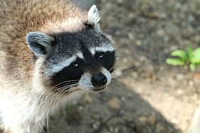 raccoon close-up on a blurred background