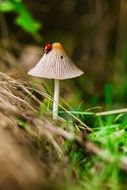 cute lovely Mushroom and Ladybug