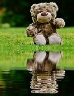 soft teddy by the puddle