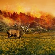 roe deers in wilderness in a colorful picture