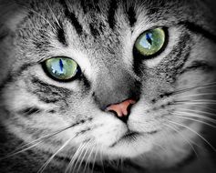 domestic gray striped cat with green eyes