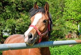 brown horse in the pen closeup