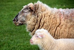 sheep with calf in natural environment