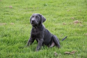 labrador puppy on green grass