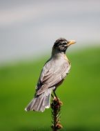 robin on a dry stem of a plant on a blurred background