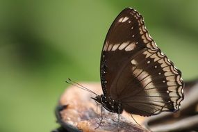 closeup of a brown butterfly in wildlife