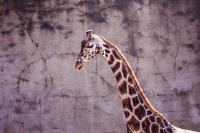 giraffe with a long neck at the zoo