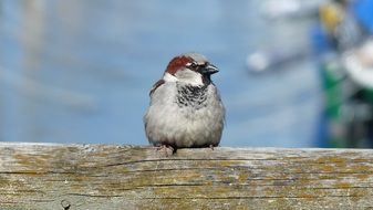 Sparrow sits on a log