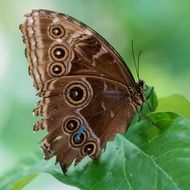 brown Butterfly Macro Pose Plant