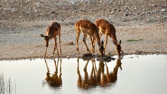 Impala on a watering place in a national park in africa