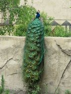 Peacock Plumage Bird