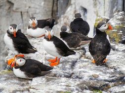Picture of Puffins in the wildlife