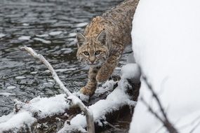 Lynx walking on Snowded log at river