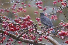 Blackbird on a tree branches close-up on blurred background