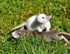 picture of the cute rat babies